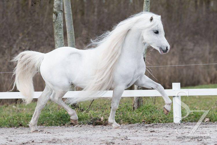 Welsh Ponies @SenZFoto