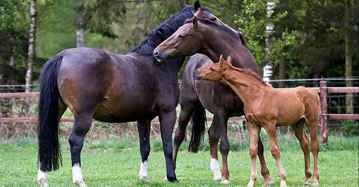 Horse Breeding Images @Sjoert