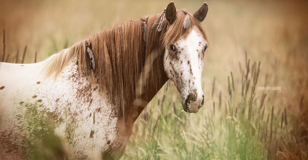 Equestrian Photographer @TOMsPiC Media Production, Boblingen, Germany