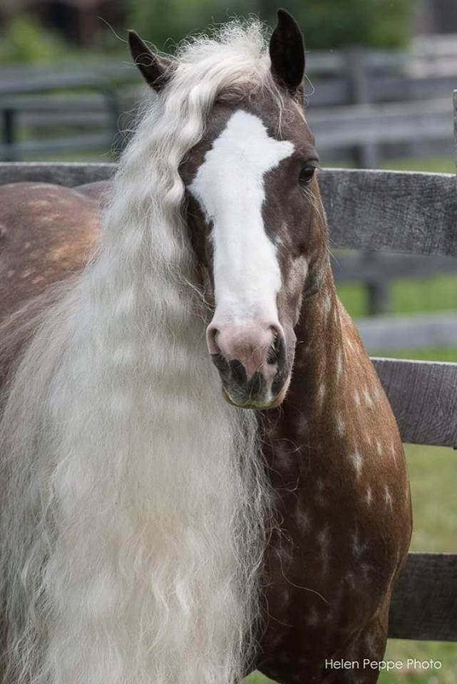 Helen Peppe Horse Photography, New England, Maine