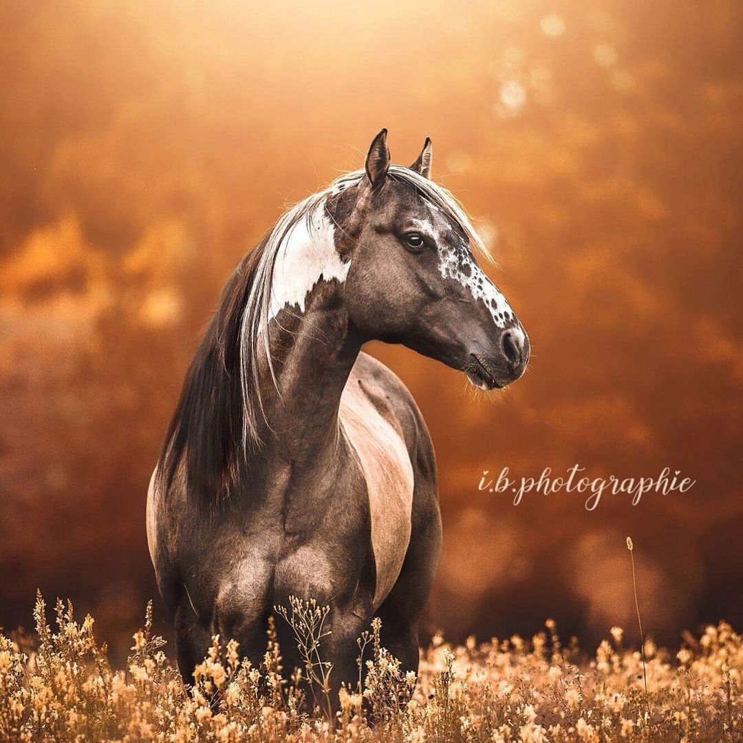 EMH top dun Chex grullo grulla homozygous tobiano paint horse stallion Belton pattern spots