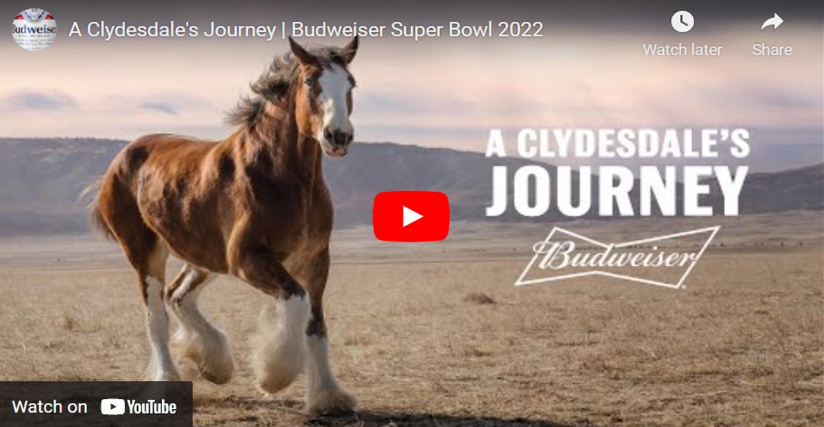 A Clydesdale`s Journey - Budweiser Super Bowl 2022