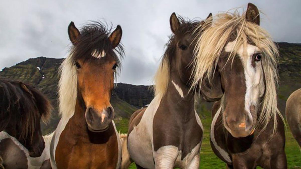 A Man Filming In Iceland Is Suddenly Surrounded By Horses. Just Wait Till He Turns Around