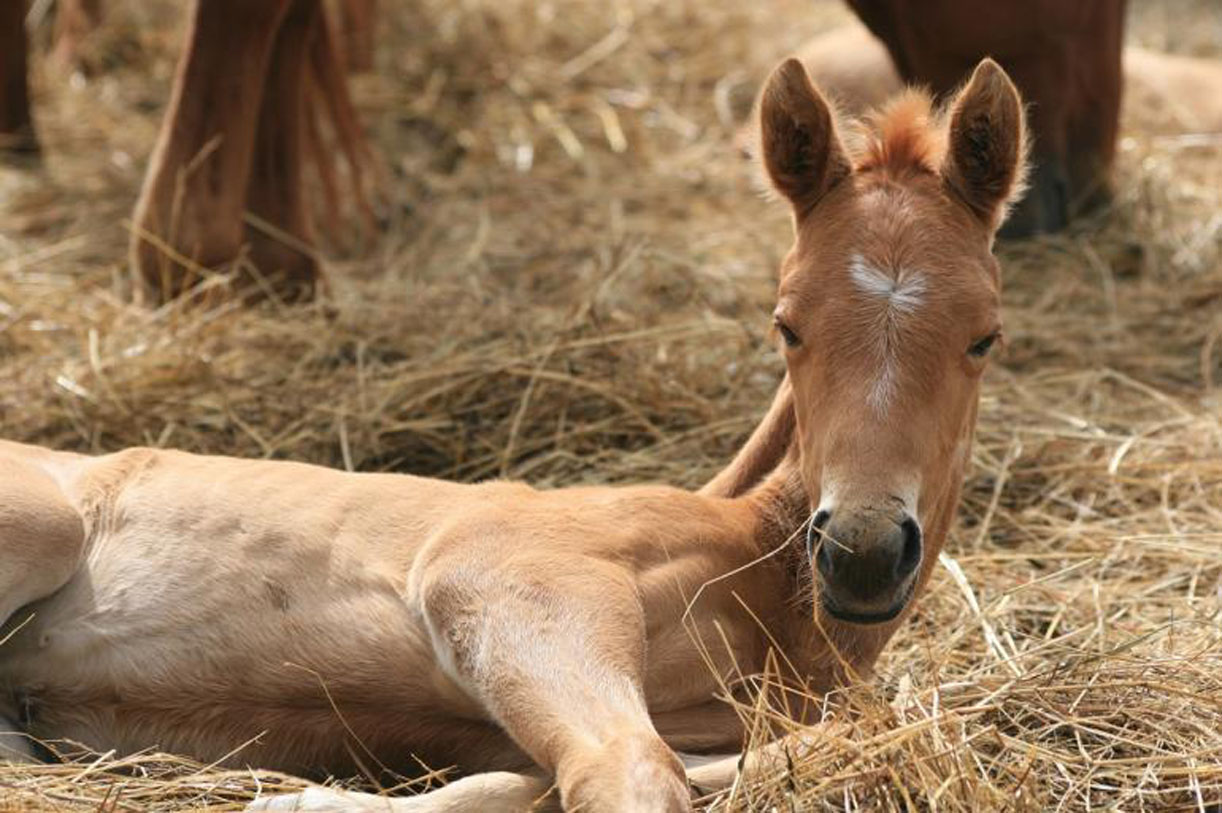 A Roll In The Hay