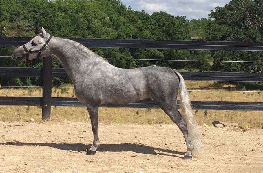 AMHR Grey Gelding