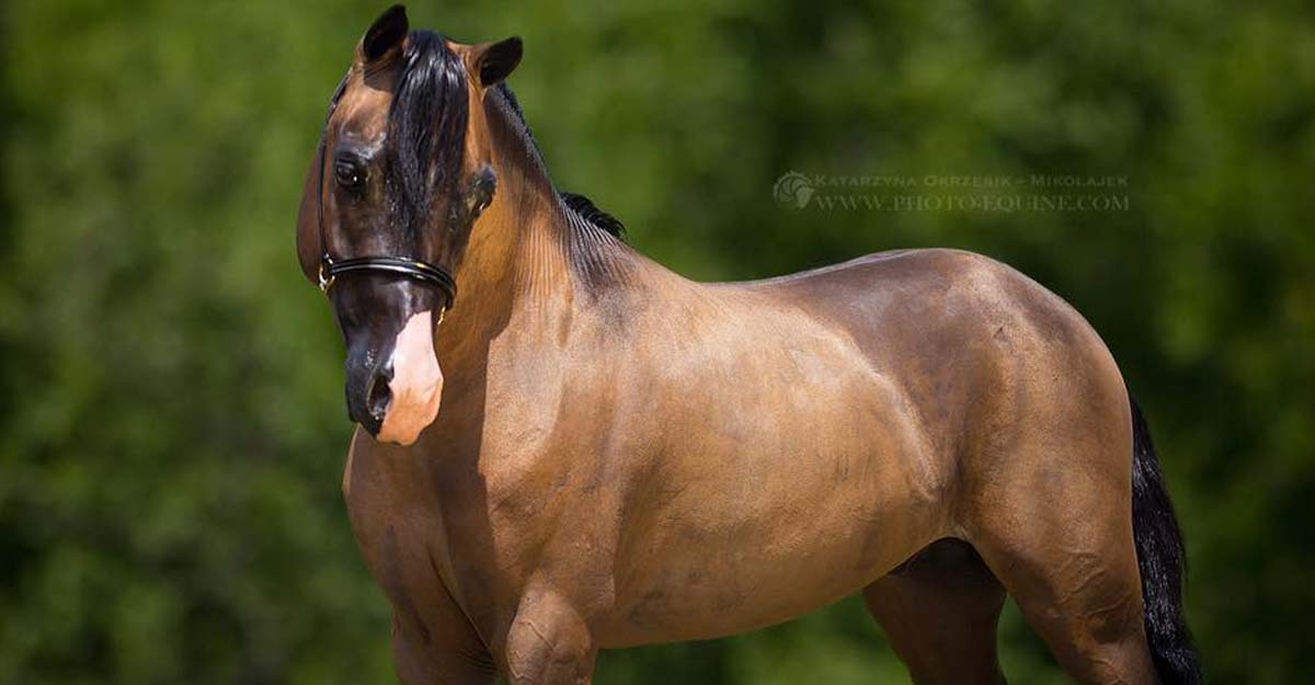 AMHR Stallion