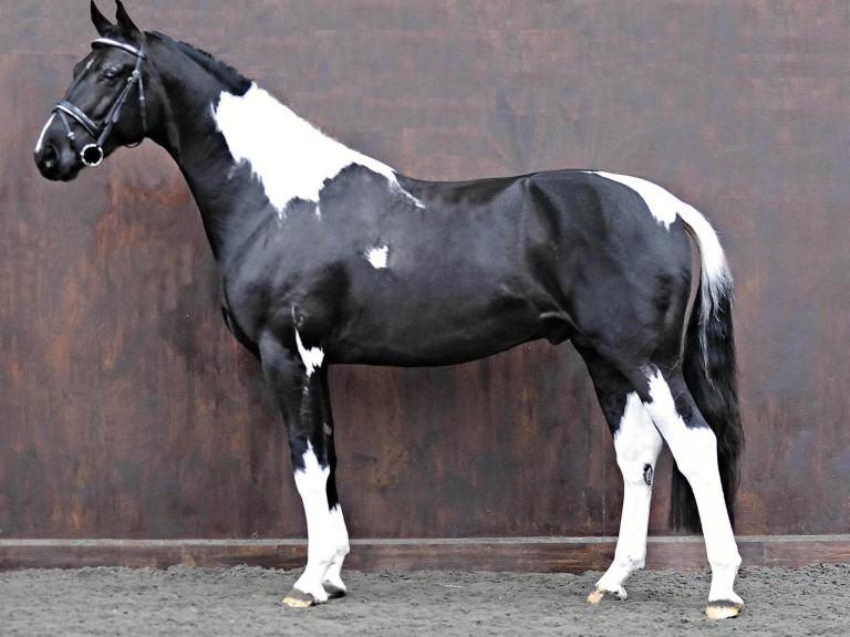 AMOUR G - Coloured Stallions