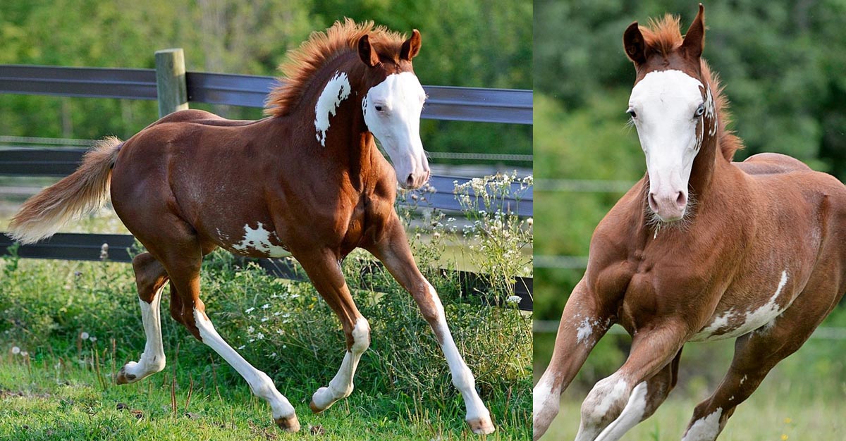 2022 APHA Chestnut Filly (Thinkin Strait x Joes Midnight Son)