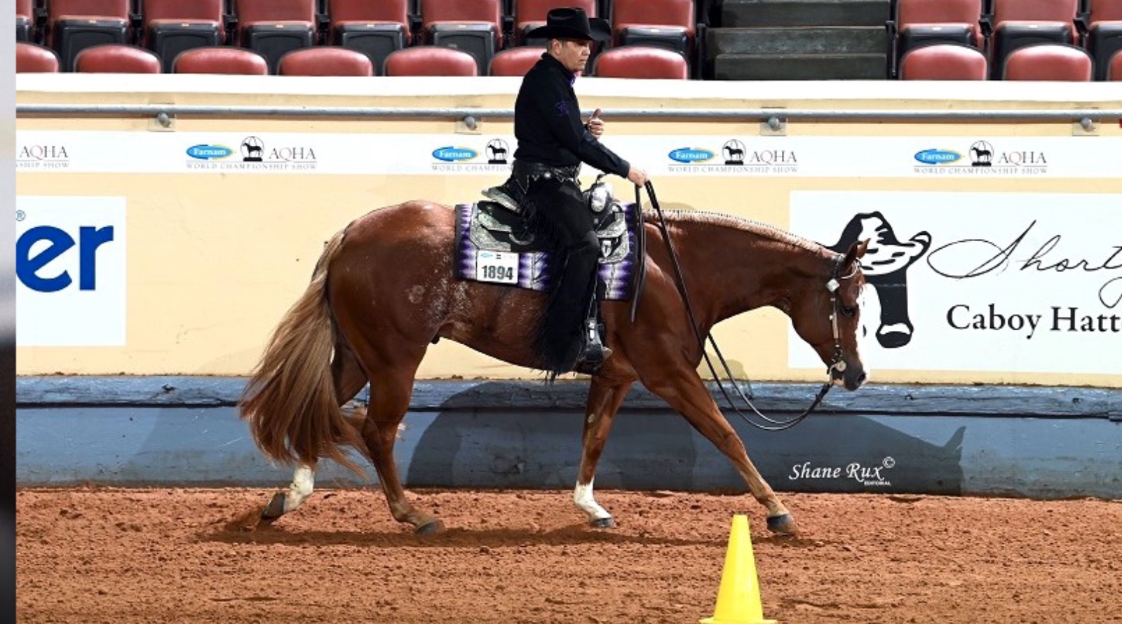 AQHA Western Pleasure Stallions