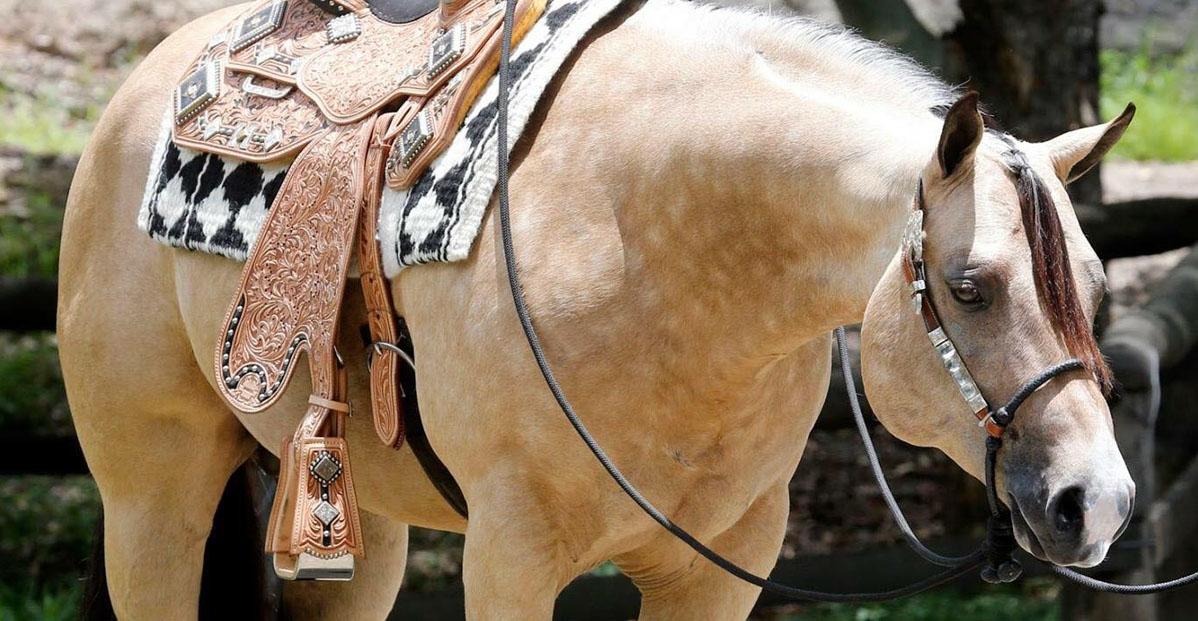 Potentially Lazy - AQHA Buckskin Stallion @KND Show Horses, Queensland, Australia