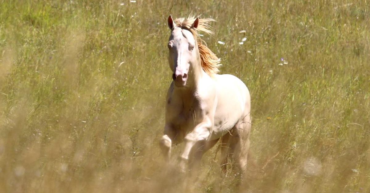 Stars Classic Kid - AQHA Perlino Stallion