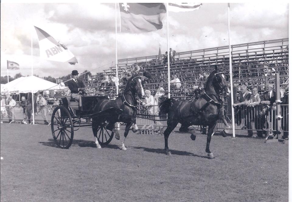 Aat van Essen - Dutch Harness Horses