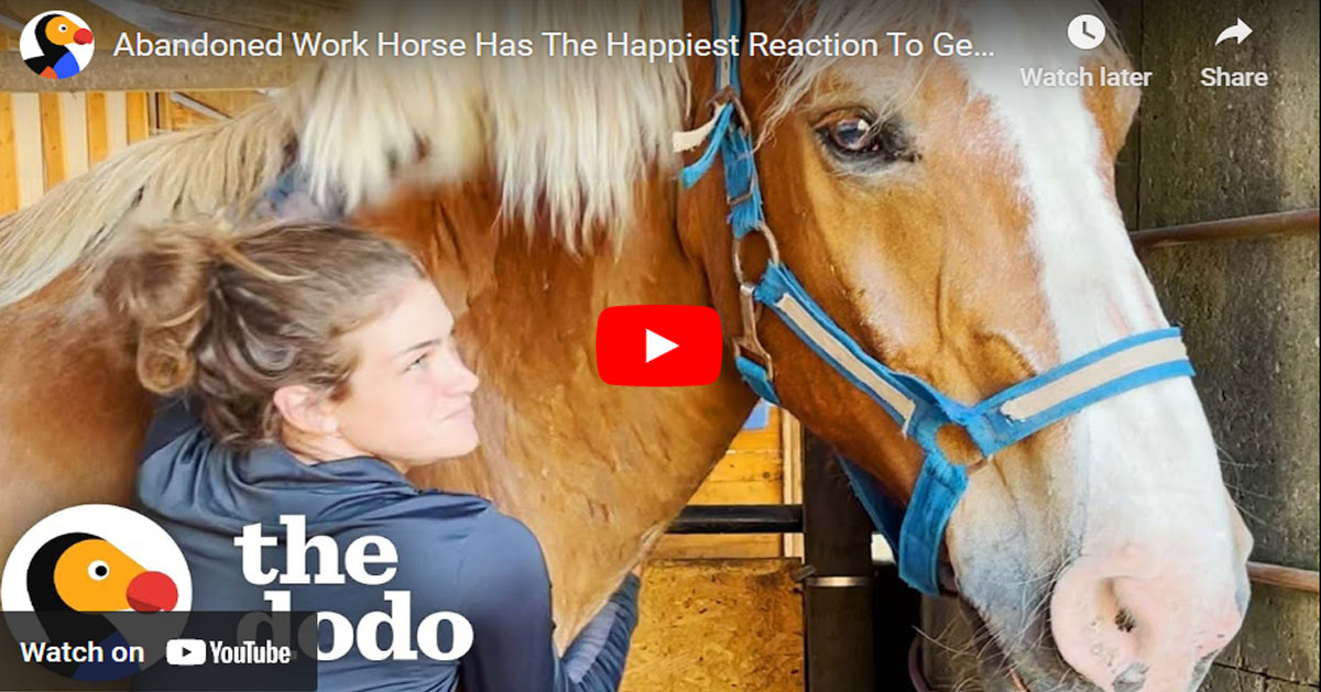 Abandoned Work Horse Has The Happiest Reaction To Getting His Hooves Trimmed