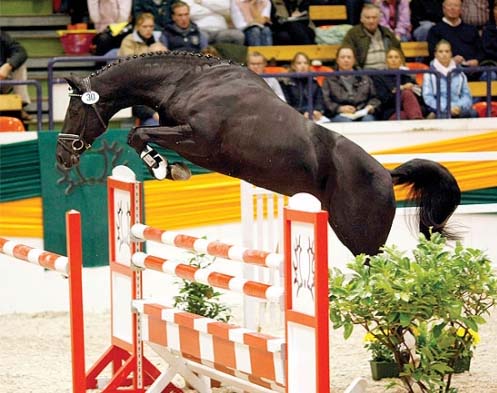 Abendtanz - Trakehner Stallion