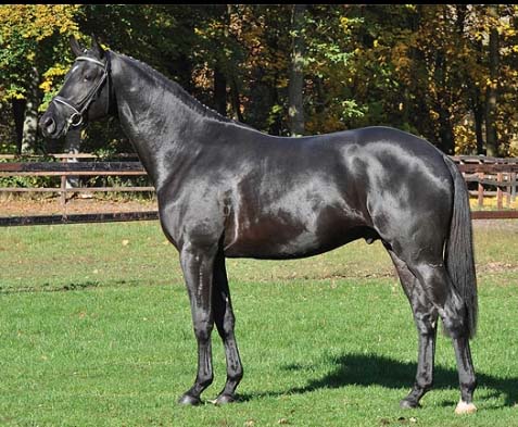 Abentanz-Black-Stallion