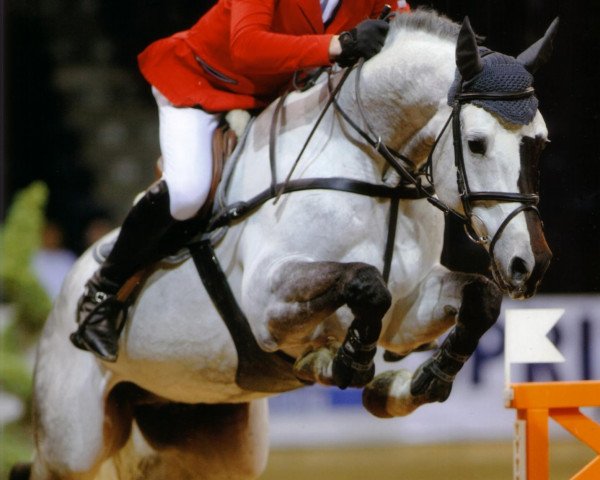 Acorado II - Showjumping Rider