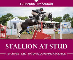 Fernando - Coloured Stallion