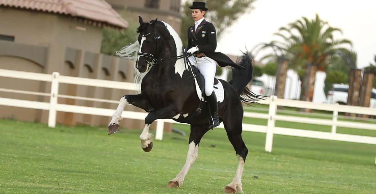 Adelprag Maurits - Barock Pinto Dressage Stallion, South Africa
