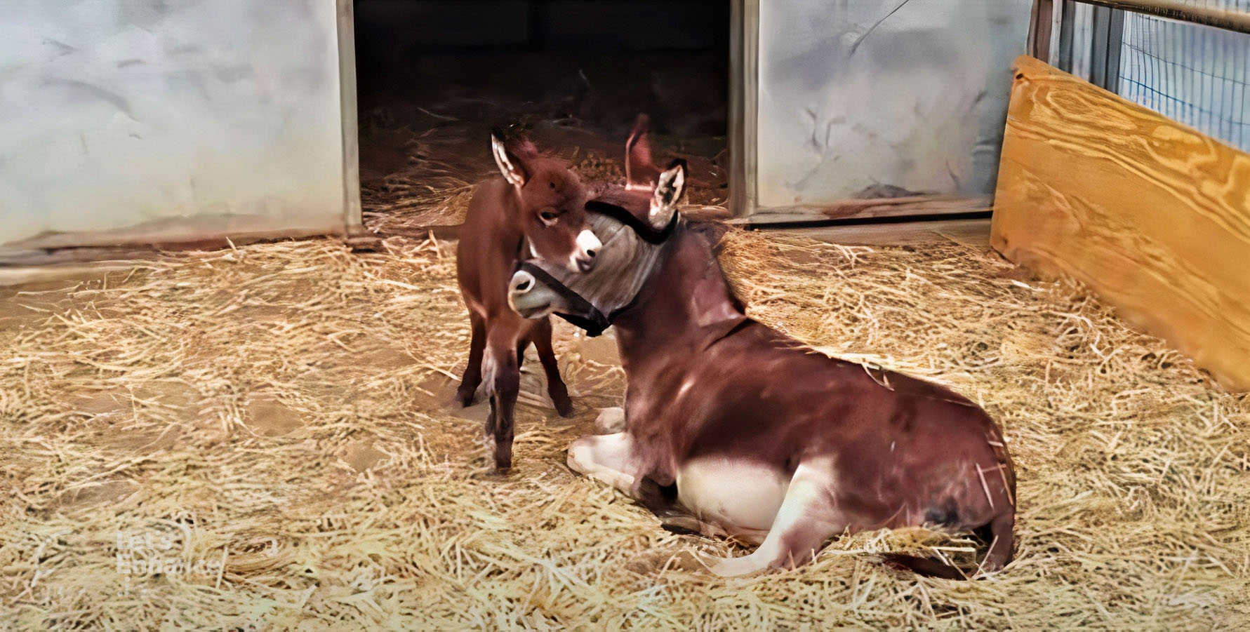 Adorable Baby Donkey That Is Full Of Energy