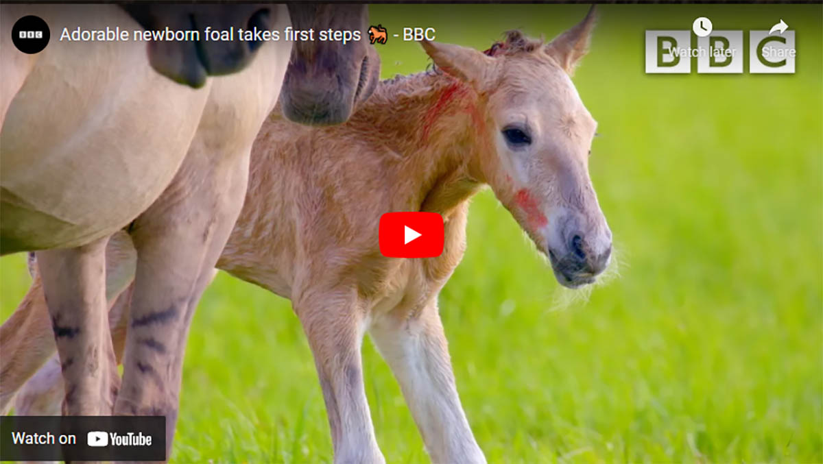 Adorable newborn foal takes first steps