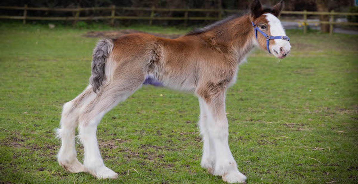 Adorable shire foal first time out