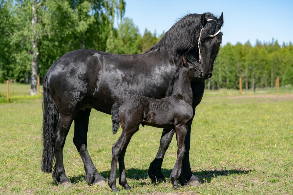 Aftonmora-Friesian-Mare-and-Foal.jpg