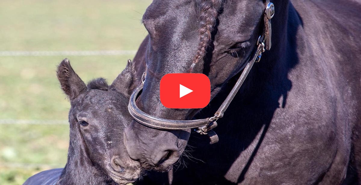 Thats one proud momma @Aftonmora Friesians