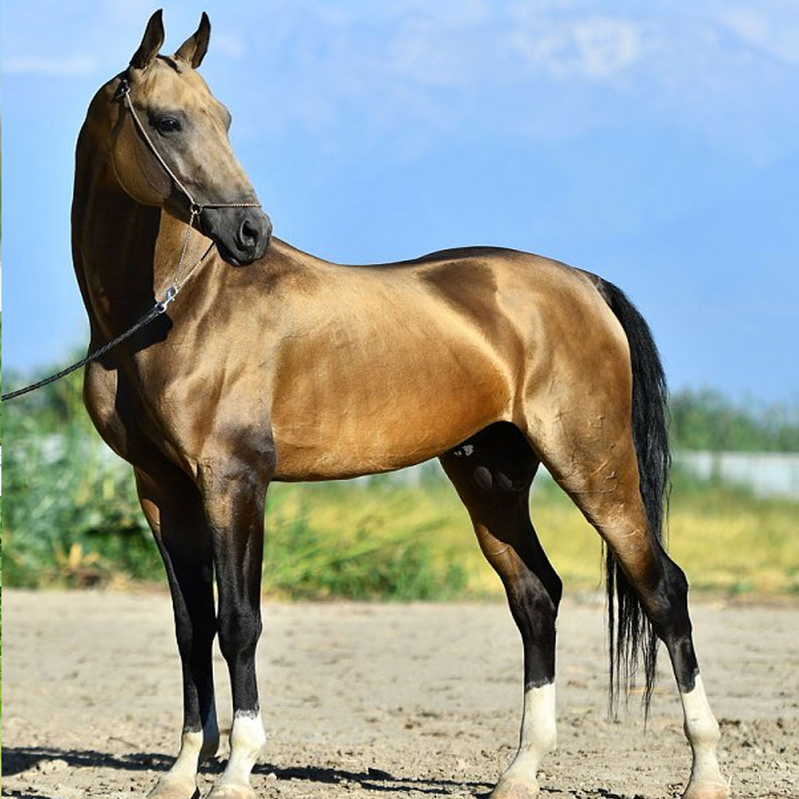 Amanat (Miras x Peikam) - Akhal Teke Stallion