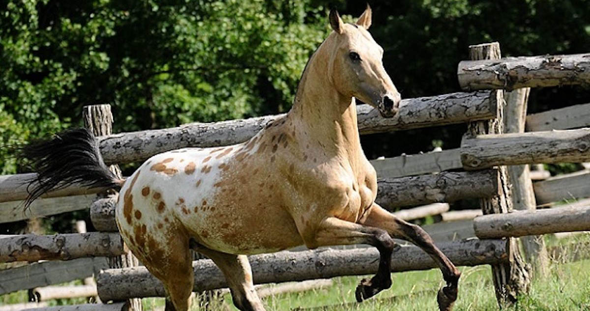 Appaloosa x Akhal Teke Cross, Golden Globe A