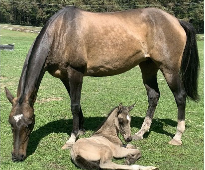 Akhal Teke Foals