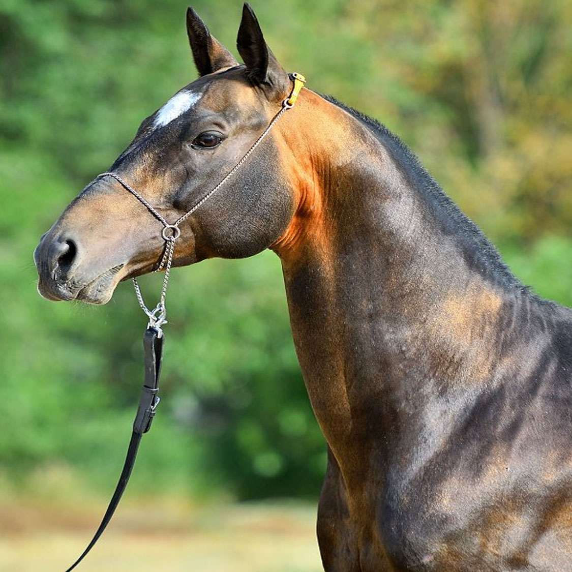 Gappar (Pamel-Kan x Gasyr) - Dun Akhal Teke Stallion