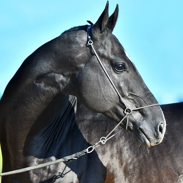 Garagush (Gozgan x Gazyr 11) - Akhal Teke Stallion