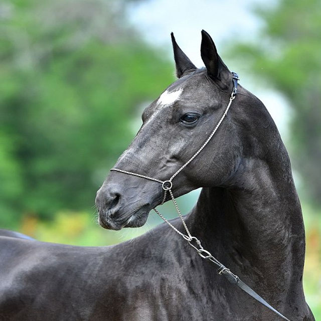 Tamgaly (Montmartre x Melesur) - Akhal Teke Stallion