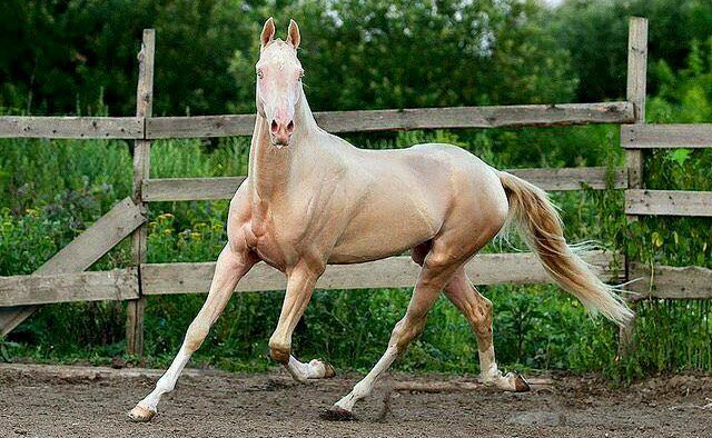 Akhal-Teke Stallion - Akgez Geli - The Golden Horse