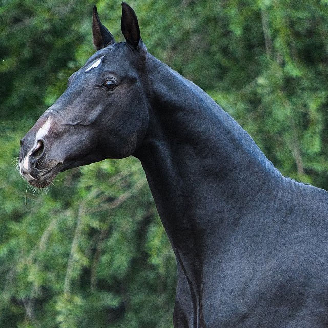 Tamgaly (Montmartre x Melesur) - Akhal Teke Stallion