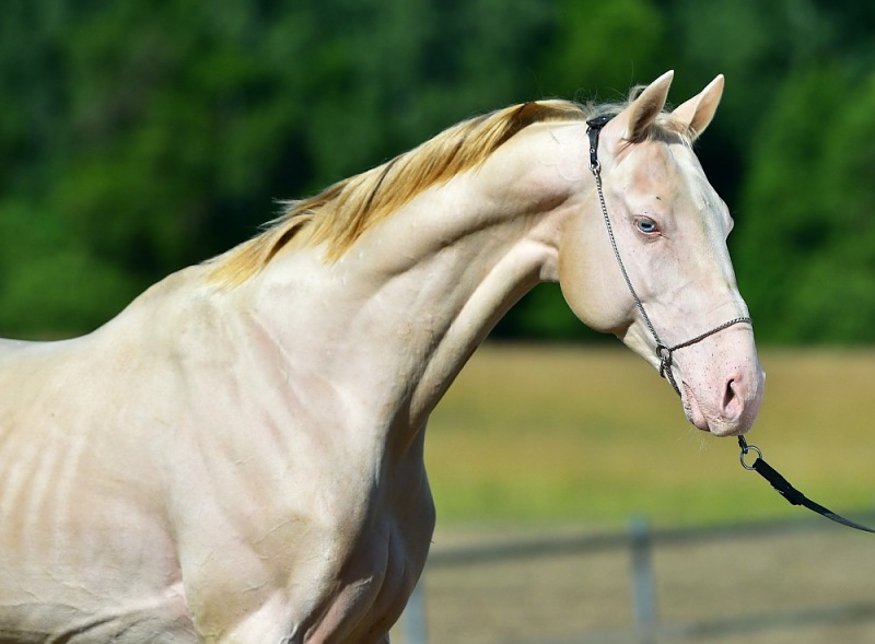 Akhal-Teke Turkmenistan Sale