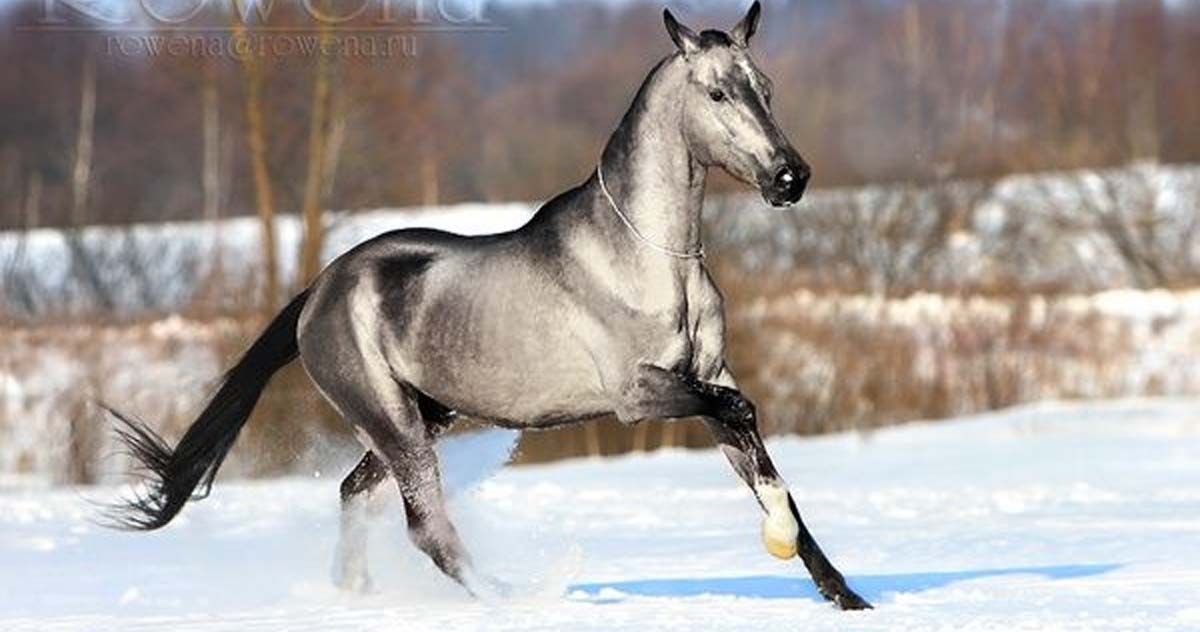 Oyun-Shael - Akhal-Teke For Sale UK