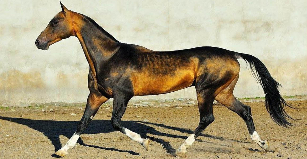 Akhal-Teke Horse Breeders