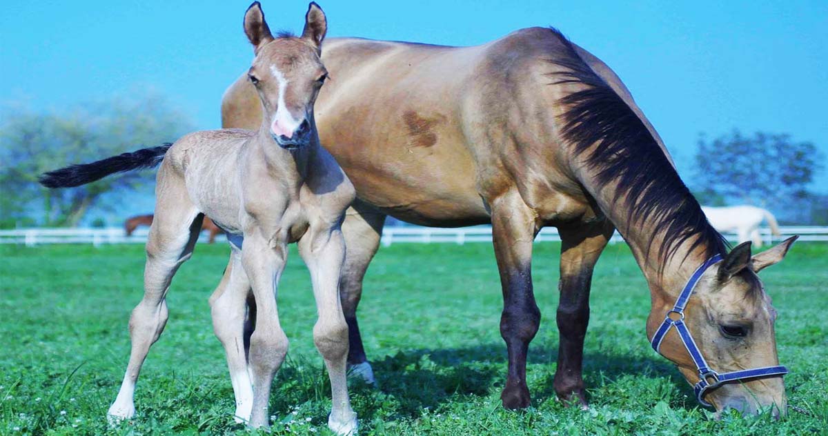 Akhal-Teke Horse Breeders - Akhal-Teke For Sale Europe