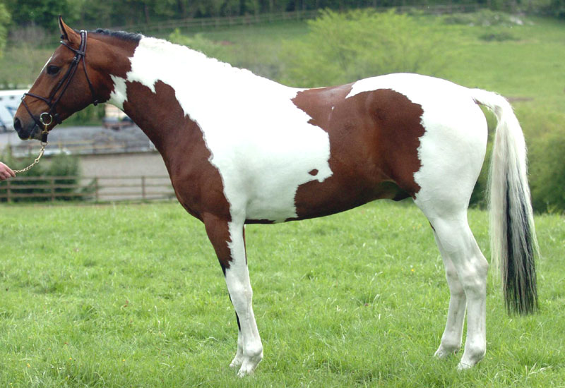 Alderfarn VII - Coloured Stallions