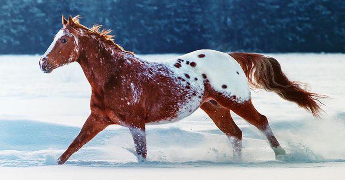 Appaloosa Horse In The Show @Alla Berlezova Photography