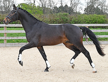 Allegretto - Stallion