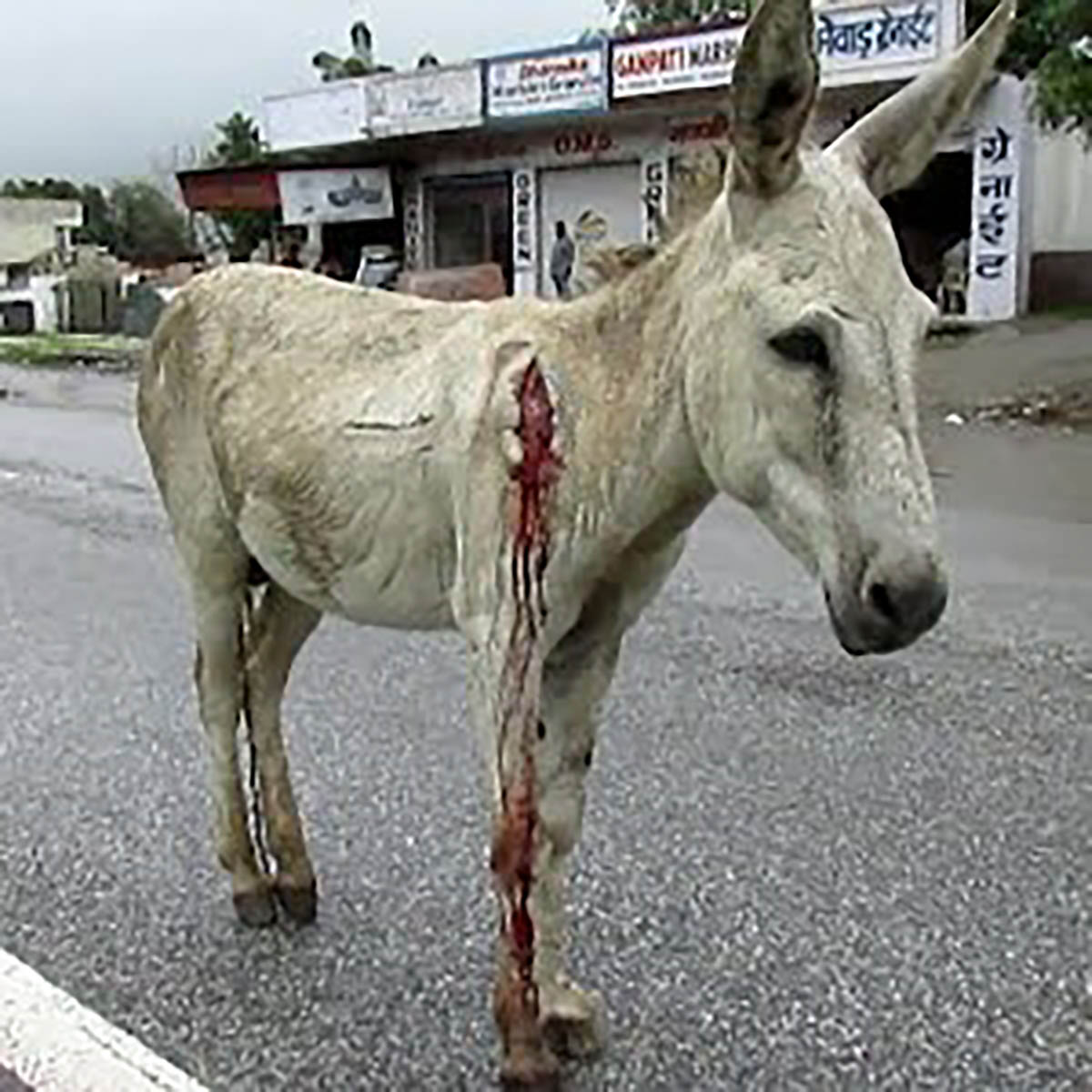 Amazing Rescue Of A Wounded Donkey