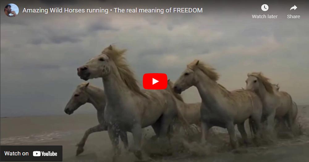 Amazing Wild Horses Running - The Real Meaning Of FREEDOM
