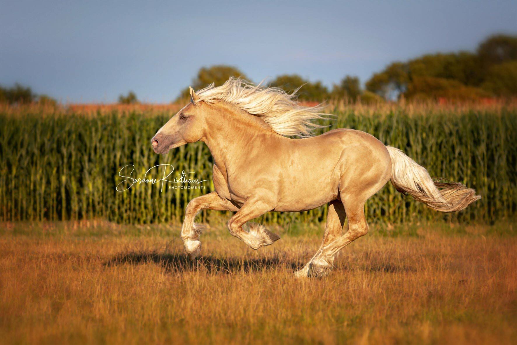 American Cream Draft Horse Breeders