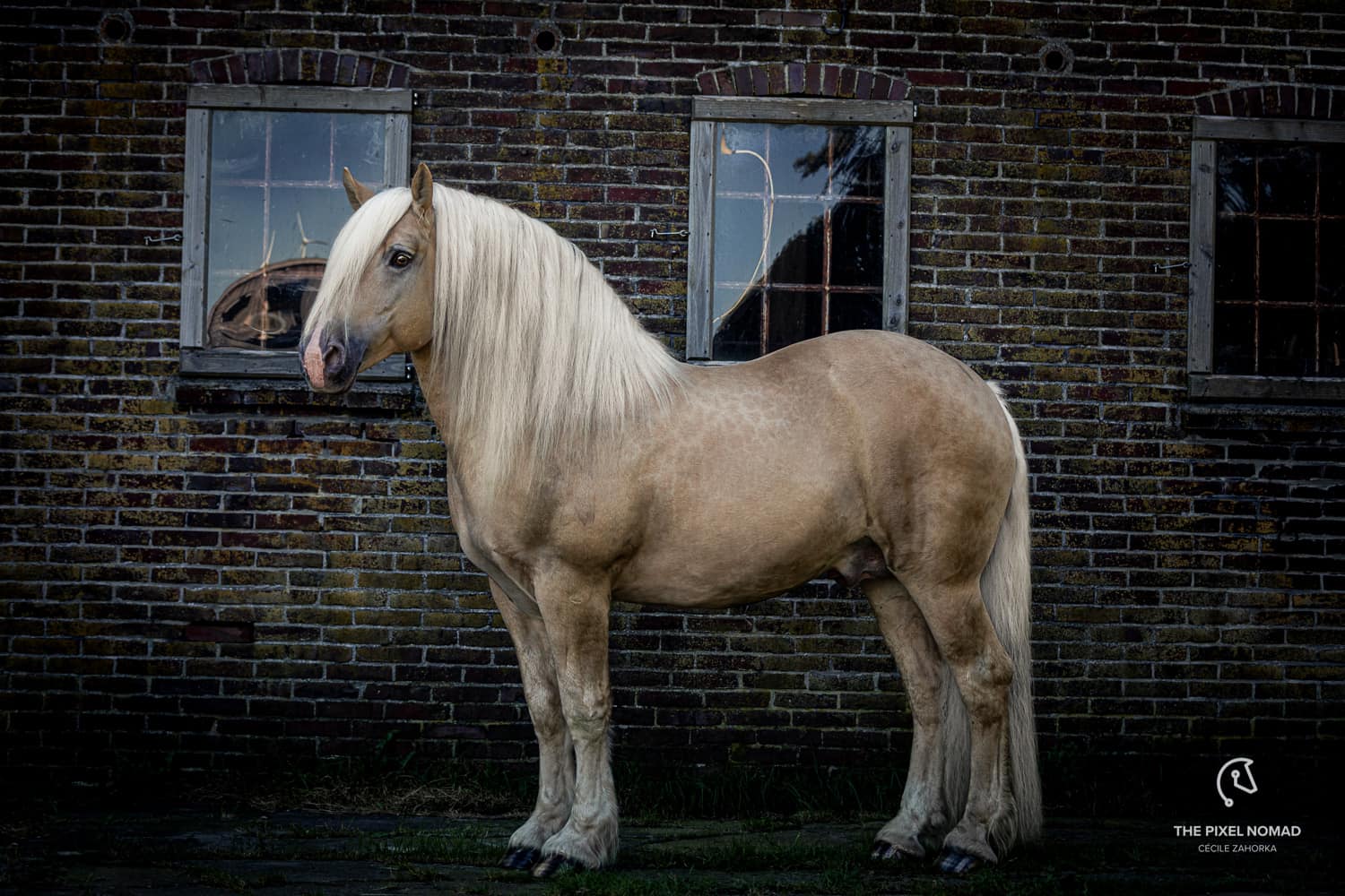 American-Cream-Horse-Ranch-Germany