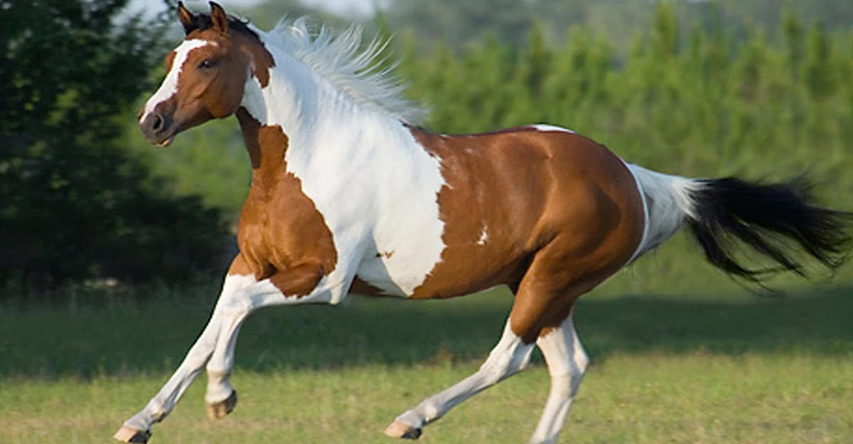 American Horse Breeds - What Horse Breeds Originated In America