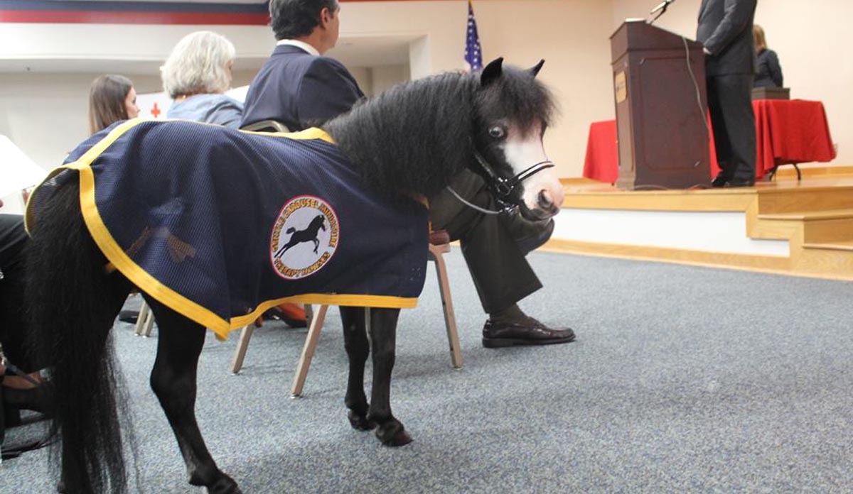 Meet the American Miniature Horse Squad of the Mayor`s Crisis Response Team