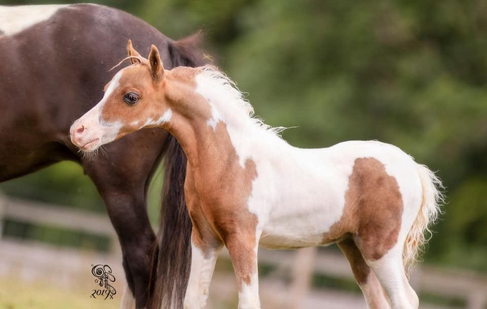 American Miniature Horses