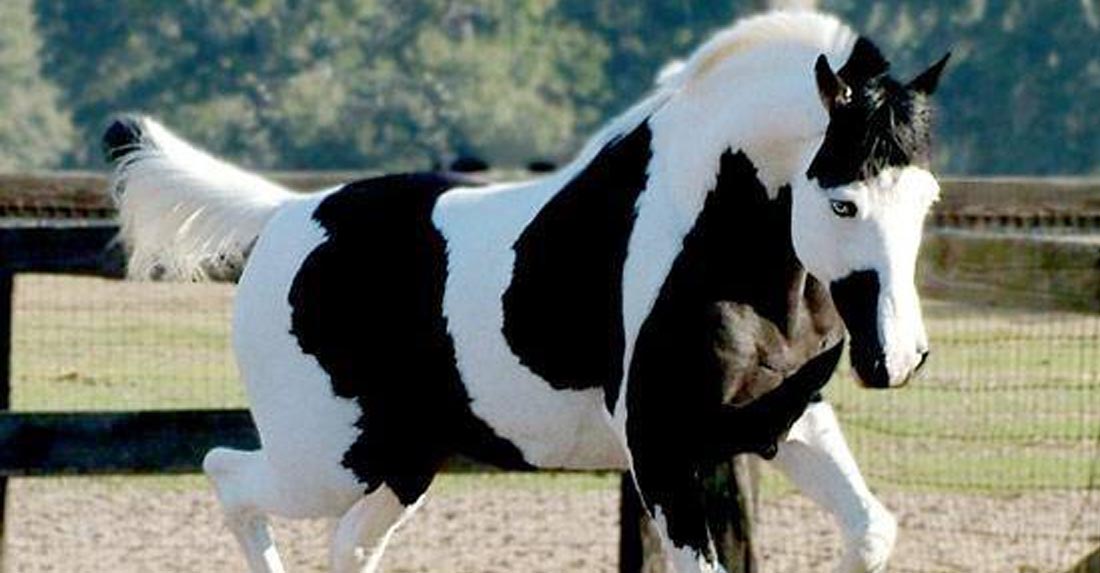 American Paint Horse Breed - Wow what Beautiful Markings